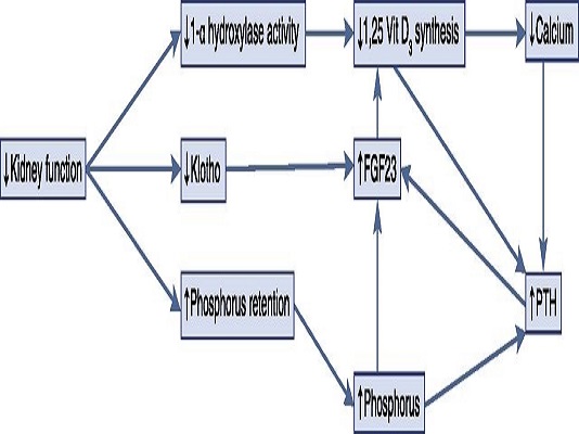 CƯỜNG CẬN GIÁP THỨ PHÁT Ở BỆNH NHÂN BỆNH THẬN MẠN